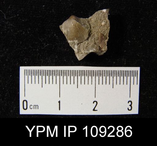 Rissoa aculeus