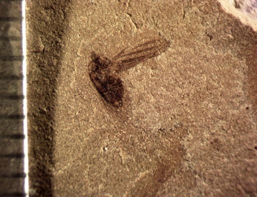 undet. Cicadellinae