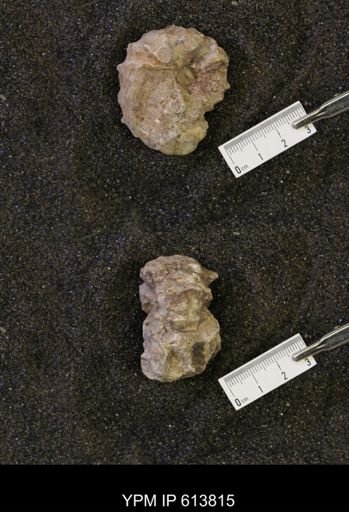 Neogastroplites sp.