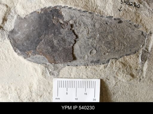 Paracarcinosoma sp.