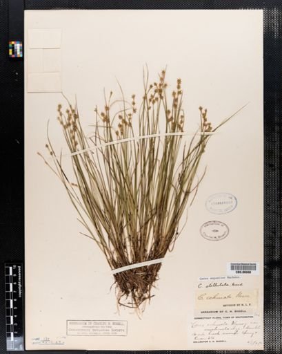 Carex angustior