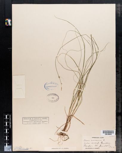 Carex canescens