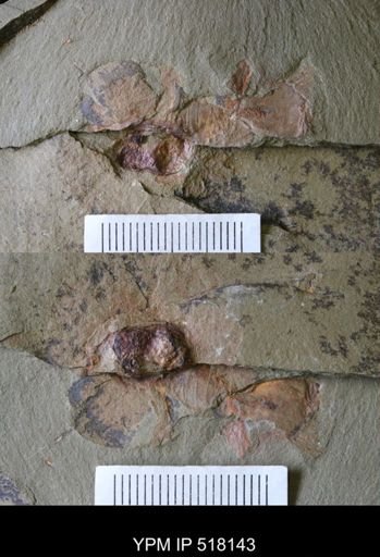 undet. Xiphosurida