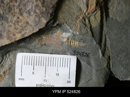 Cothurnocystis sp.