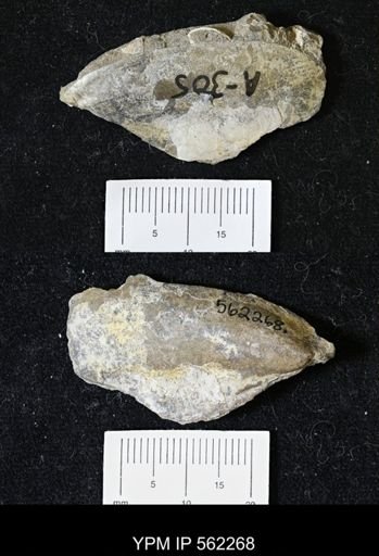 Phelopteria linguaeformis
