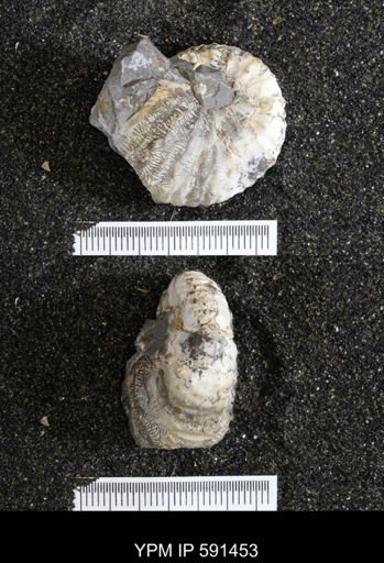 Hoploscaphites sp.