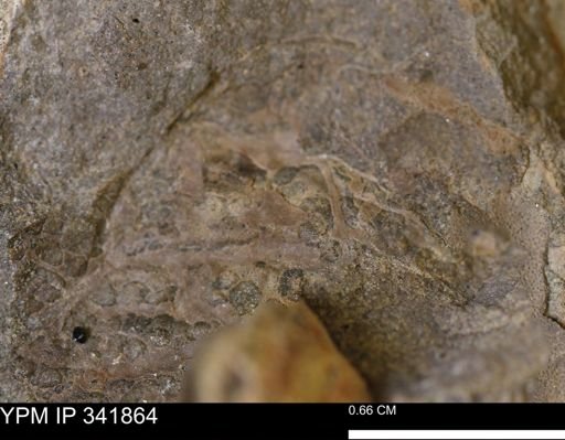 undet. Scaphitidae