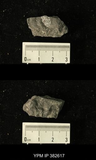 Productus pertenuis