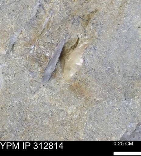 undet. Bivalvia