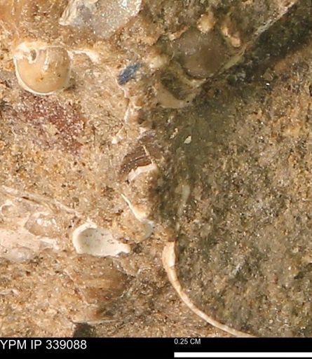 undet. Mollusca