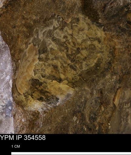 Pseudoptera subtortuosa