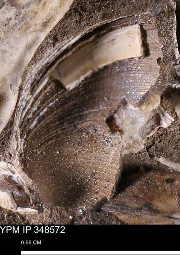 Limopsis striatopunctatus