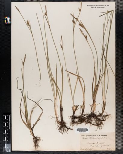 Carex tetanica