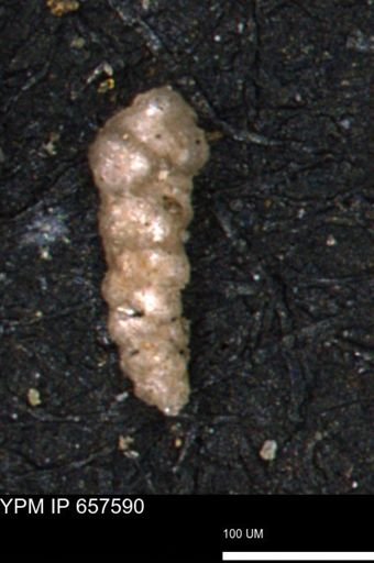 Verneuilinoides hectori