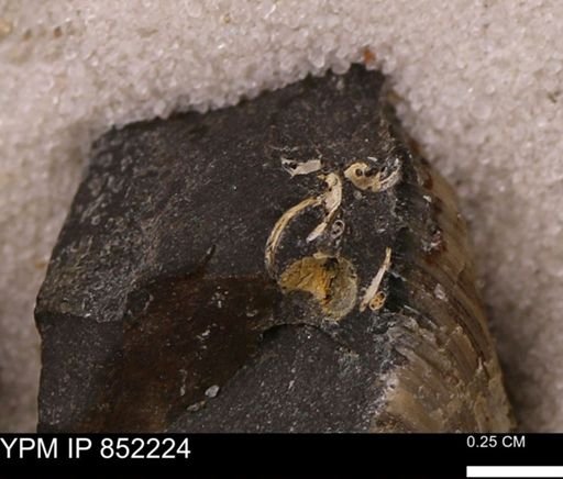 undet. Gastropoda
