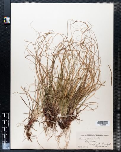Carex varia