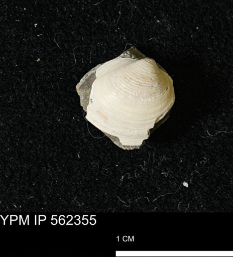 Limopsis striatopunctatus