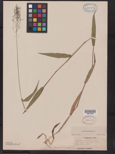 Panicum microcarpon