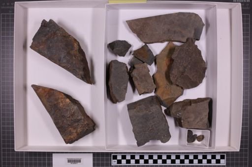mixed taxa, stratigraphic collection