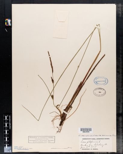 Carex filiformis