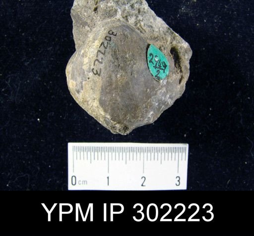 Meristella sp.