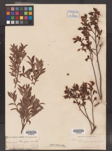Vaccinium stamineum
