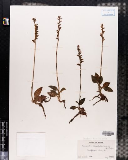 Goodyera tesselata