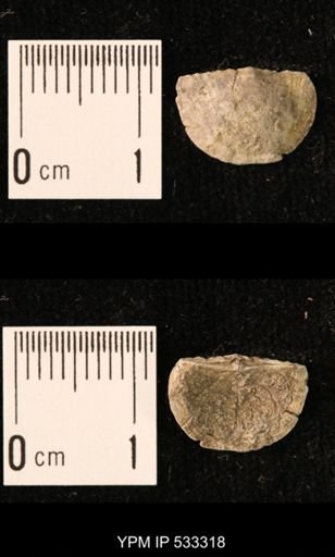 Chonetes sp.