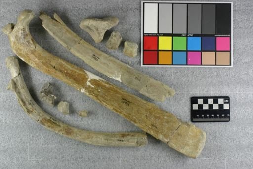 Metamynodon planiceps