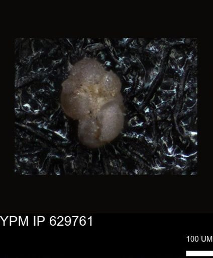 undet. Foraminiferida