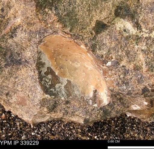 undet. Mollusca