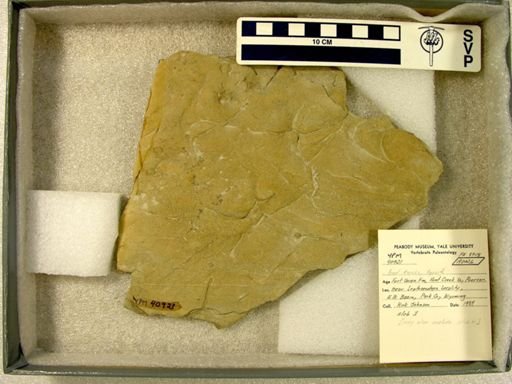 Ichnofossil (vertebrate)