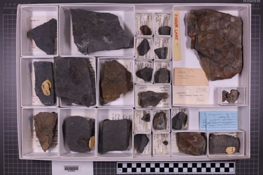 mixed taxa, stratigraphic collection