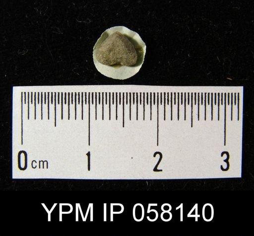 Bilobites varicus