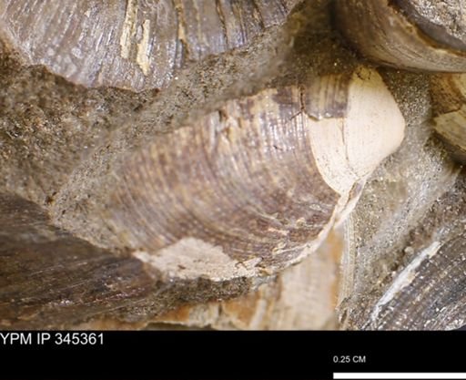 Limopsis striatopunctatus