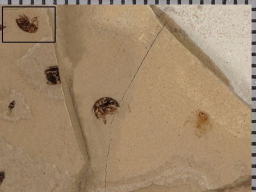 undet. Curculionidae