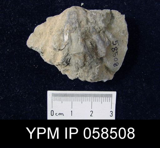 Macropleura macropleura