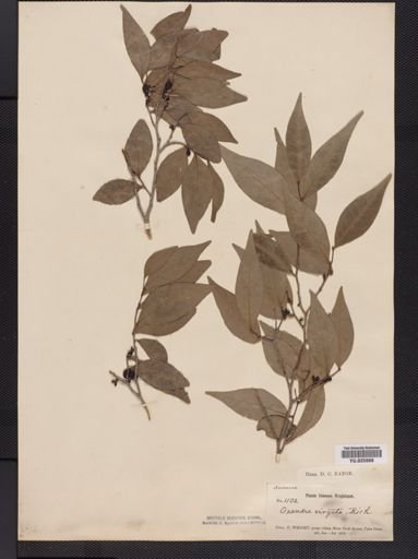 Rollinia