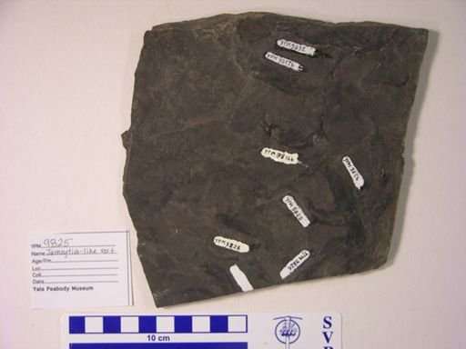 cf. Jamoytius
