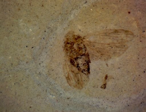 undet. Hemiptera