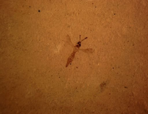 undet. Hymenoptera