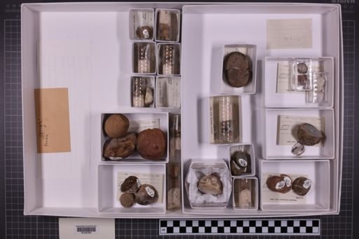 mixed taxa, stratigraphic collection
