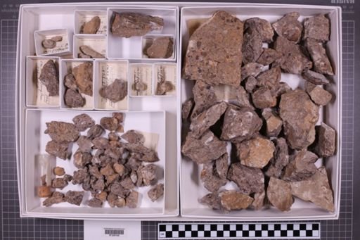 mixed taxa, stratigraphic collection
