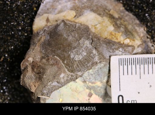 Oxytoma (Hypoxytoma) nebrascana