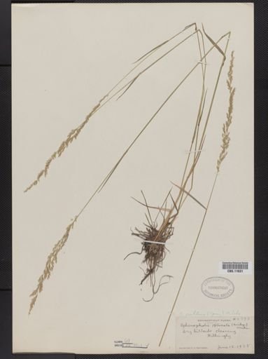 Sphenopholis obtusata