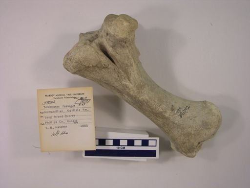 Teleoceras fossiger