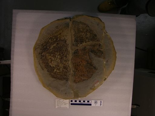 Dapedius orbis