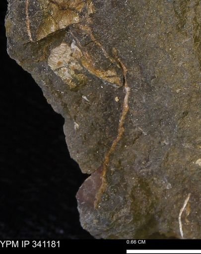 undet. Mollusca