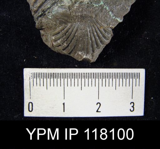 Rhynchospira sinuata
