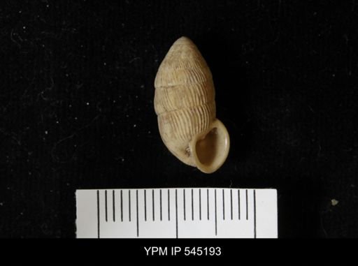 Cerion sp.